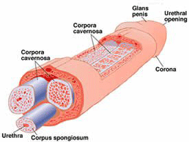 Penis Chambers